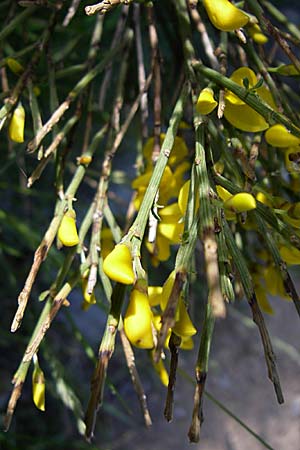 Cytisus oromediterraneus \ Abf�hrender Gei�klee / Andorra Broom, F Pyren&auml;en/Pyrenees, Eyne 25.6.2008