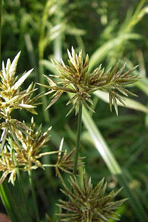Cyperus longus \ Langstiges Zypergras / Common Galingale, F Saint-Guilhem-le-Desert 1.6.2009