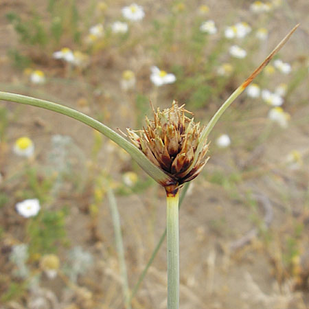 Cyperus capitatus \ D&uuml;nen-Zypergras / Capitate Galingale, F S&egrave;te 5.6.2009