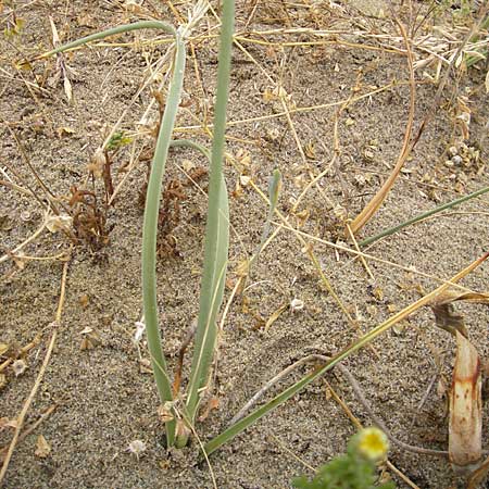 Cyperus capitatus \ D&uuml;nen-Zypergras / Capitate Galingale, F S&egrave;te 5.6.2009