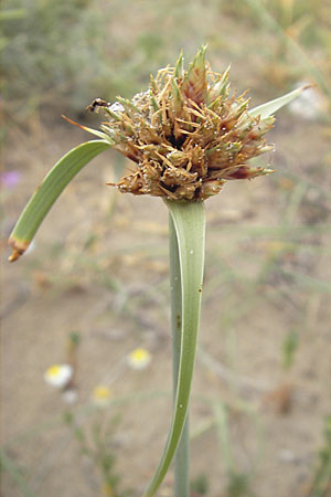 Cyperus capitatus \ D&uuml;nen-Zypergras / Capitate Galingale, F S&egrave;te 5.6.2009