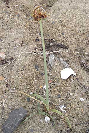 Cyperus capitatus \ D&uuml;nen-Zypergras / Capitate Galingale, F S&egrave;te 5.6.2009