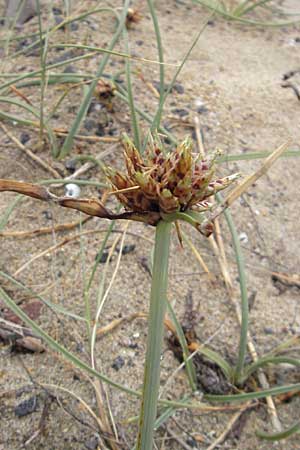 Cyperus capitatus \ D&uuml;nen-Zypergras / Capitate Galingale, F S&egrave;te 5.6.2009