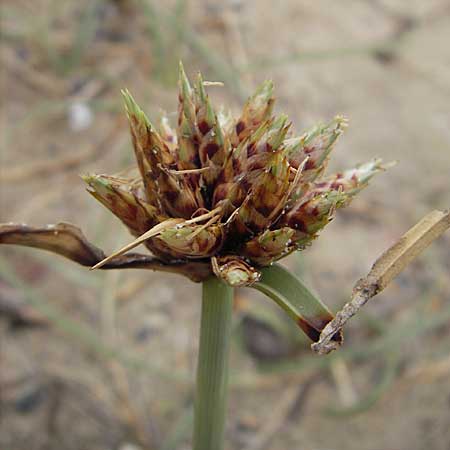 Cyperus capitatus \ D&uuml;nen-Zypergras / Capitate Galingale, F S&egrave;te 5.6.2009