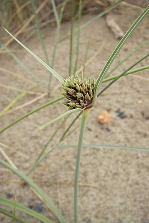 Cyperus capitatus \ D&uuml;nen-Zypergras / Capitate Galingale, F S&egrave;te 5.6.2009
