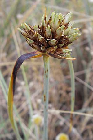 Cyperus capitatus \ D&uuml;nen-Zypergras / Capitate Galingale, F S&egrave;te 6.6.2009