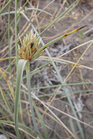Cyperus capitatus \ D&uuml;nen-Zypergras / Capitate Galingale, F S&egrave;te 6.6.2009