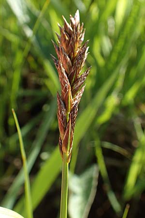 Carex disticha \ Zweizeilige Segge / Brown Sedge, Two-Ranked Sedge, F Valff 29.4.2016