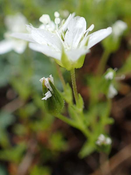 Sabulina villarii \ Villars' Miere / Villars' Sandwort, F Col de la Bonette 8.7.2016