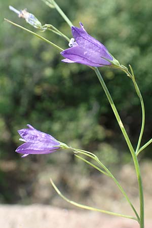 Campanula recta ? \ Aufrechte Glockenblume / Upright Bellflower, F Pyren&auml;en/Pyrenees, Saint-Martin du Canigou 25.7.2018