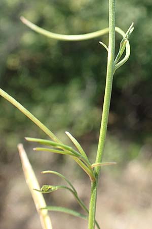 Campanula recta ? \ Aufrechte Glockenblume / Upright Bellflower, F Pyren&auml;en/Pyrenees, Saint-Martin du Canigou 25.7.2018