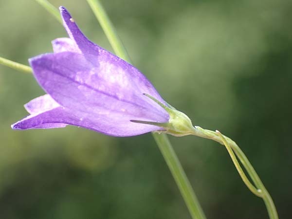 Campanula recta ? \ Aufrechte Glockenblume / Upright Bellflower, F Pyren&auml;en/Pyrenees, Saint-Martin du Canigou 25.7.2018