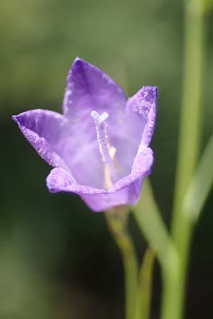 Campanula recta ? \ Aufrechte Glockenblume / Upright Bellflower, F Pyren&auml;en/Pyrenees, Saint-Martin du Canigou 25.7.2018