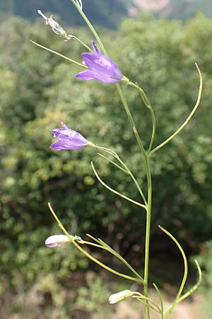 Campanula recta ? \ Aufrechte Glockenblume / Upright Bellflower, F Pyren&auml;en/Pyrenees, Saint-Martin du Canigou 25.7.2018