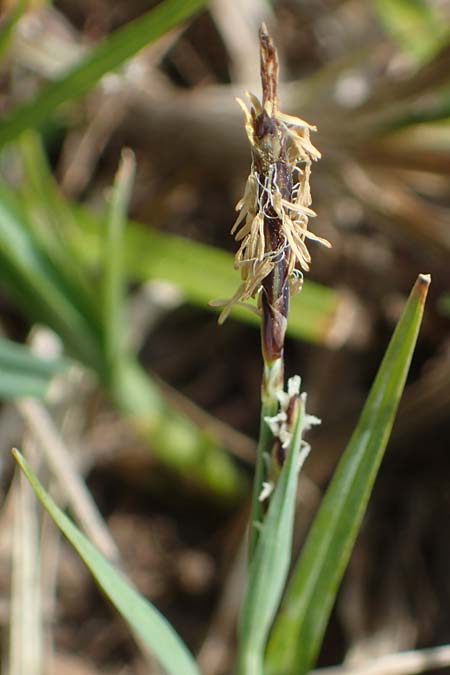 Carex panicea \ Hirse-Segge / Carnation Sedge, F Jura,  Bannans 5.5.2023