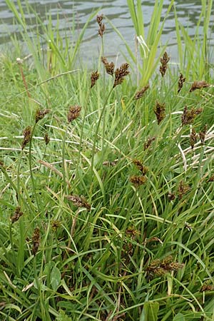 Carex lachenalii \ Lachenals Segge / Hare's-Foot Sedge, F Col de la Bonette 8.7.2016