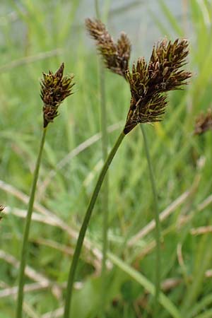 Carex lachenalii \ Lachenals Segge / Hare's-Foot Sedge, F Col de la Bonette 8.7.2016