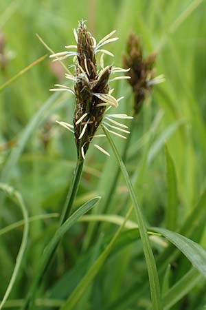 Carex lachenalii \ Lachenals Segge / Hare's-Foot Sedge, F Col de la Bonette 8.7.2016