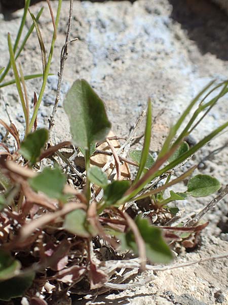 Campanula recta ? \ Aufrechte Glockenblume / Upright Bellflower, F Pyren&auml;en/Pyrenees, Gorges de Galamus 23.7.2018