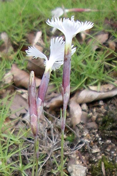 Dianthus spiculifolius \ St&auml;ngellose Nelke, Fransen-Nelke / Red Eye Pink, F Vogesen/Vosges, Botan. Gar.  Haut Chitelet 5.8.2008