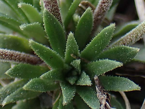 Androsace halleri \ Hallers Mannsschild / Haller's Rock Jasmine, F Pyren&auml;en/Pyrenees, Puigmal 1.8.2018