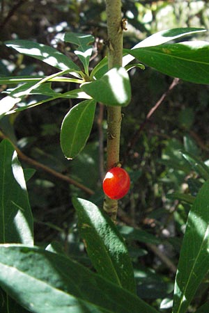 Daphne mezereum \ Seidelbast / Mezereon, F Pyrenäen/Pyrenees, Eyne 9.8.2006