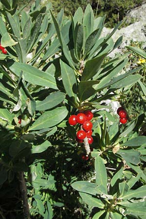 Daphne mezereum \ Seidelbast / Mezereon, F Pyrenäen/Pyrenees, Eyne 9.8.2006