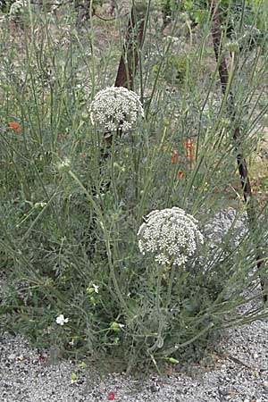 Daucus carota subsp. maritimus \ Strand-M�hre / Sea-Side Carrot, F Camargue 13.5.2007