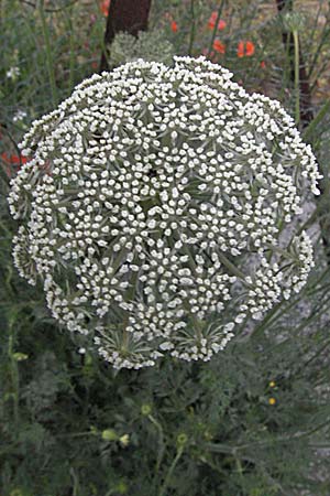 Daucus carota subsp. maritimus \ Strand-M�hre / Sea-Side Carrot, F Camargue 13.5.2007