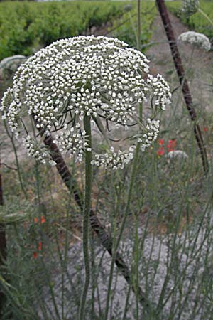 Daucus carota subsp. maritimus \ Strand-M�hre / Sea-Side Carrot, F Camargue 13.5.2007