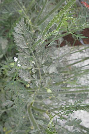 Daucus carota subsp. maritimus \ Strand-M�hre / Sea-Side Carrot, F Camargue 13.5.2007