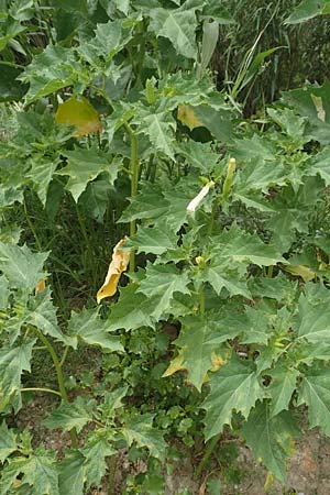 Datura stramonium \ Gewhnlicher Stechapfel / Thorn Apple, F Pyrenäen/Pyrenees, Ille-sur-Tet 22.7.2018