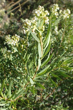 Daphne gnidium \ Herbst-Seidelbast / Autumn Daphne, F Pyren&auml;en/Pyrenees, Molitg-les-Bains 23.7.2018