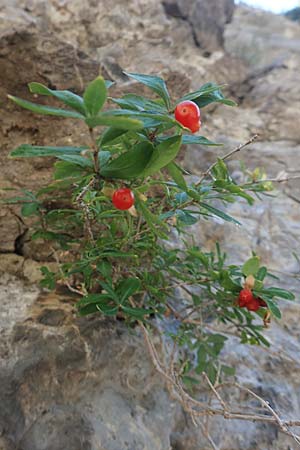 Daphne gnidium \ Herbst-Seidelbast / Autumn Daphne, F Pyren&auml;en/Pyrenees, Gorges de Galamus 23.7.2018