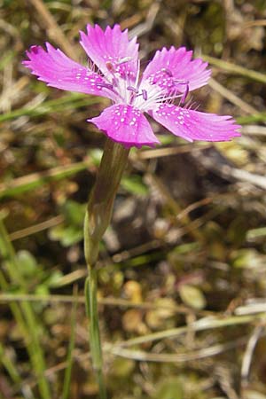 Dianthus deltoides \ Heide-Nelke / Maiden Pink, F Bitche 10.7.2010