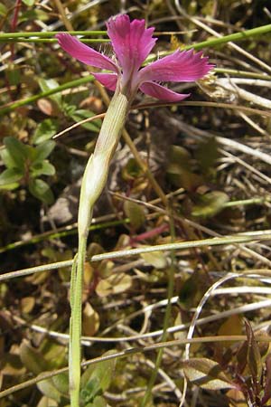 Dianthus deltoides \ Heide-Nelke / Maiden Pink, F Bitche 10.7.2010