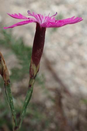Dianthus deltoides \ Heide-Nelke / Maiden Pink, F Pyrenäen/Pyrenees, Mont Llaret 31.7.2018