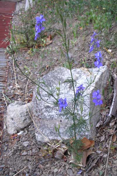Delphinium ajacis \ Garten-Rittersporn / Larkspur, F Pyrenäen/Pyrenees, Olette 27.6.2008