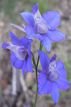 Delphinium ajacis \ Garten-Rittersporn / Larkspur, F Pyrenäen/Pyrenees, Olette 27.6.2008