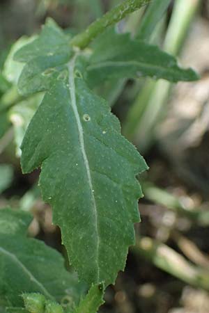 Diplotaxis erucoides \ Rauken-Doppelsame / White Wall Rocket, F Dept.  Var, Callian 2.5.2023