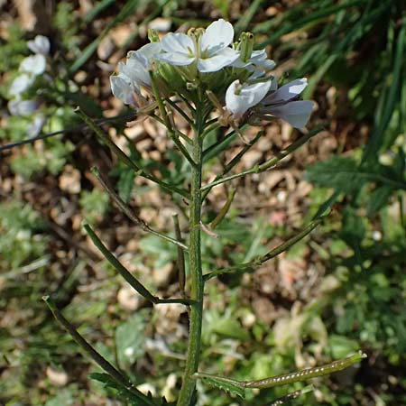 Diplotaxis erucoides \ Rauken-Doppelsame / White Wall Rocket, F Le Luc 15.3.2024