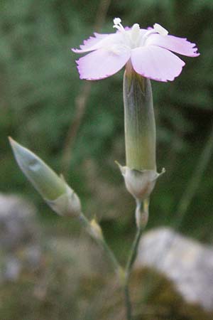 Dianthus sylvestris subsp. godronianus \ Jungfr&auml;uliche Stein-Nelke, Godrons Nelke / Virgin Pink, F Montagne du Luberon 9.6.2006