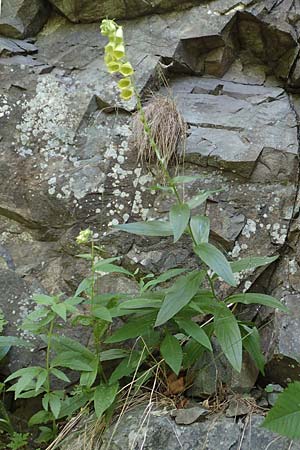Digitalis grandiflora \ Grobltiger Fingerhut / Yellow Foxgloves, F Vogesen/Vosges, Grand Ballon 2.7.2018