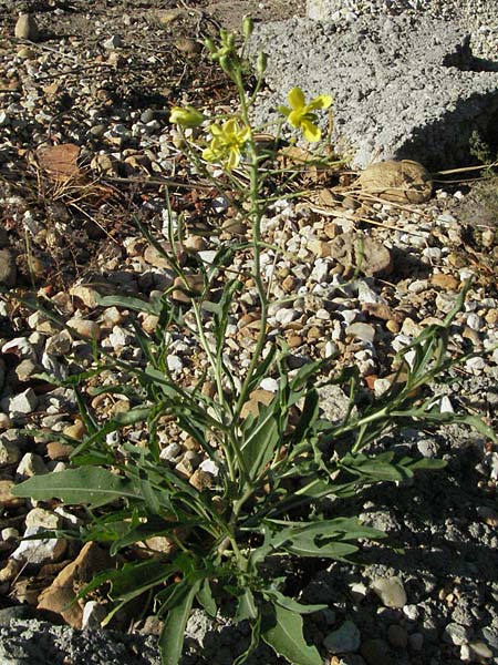 Diplotaxis tenuifolia \ Schmalblttriger Doppelsame, Ruccola / Perennial Wall Rocket, F S. Gilles 7.6.2006