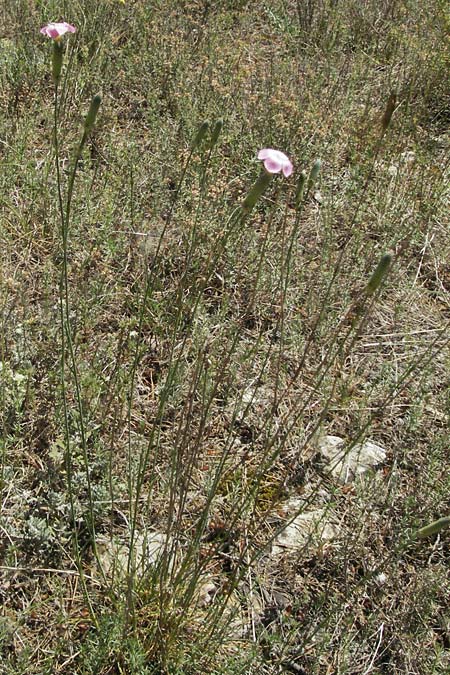 Dianthus sylvestris subsp. godronianus \ Jungfr&auml;uliche Stein-Nelke, Godrons Nelke / Virgin Pink, F Orgon 9.6.2006