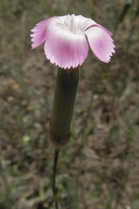 Dianthus sylvestris subsp. godronianus \ Jungfr&auml;uliche Stein-Nelke, Godrons Nelke / Virgin Pink, F Orgon 9.6.2006