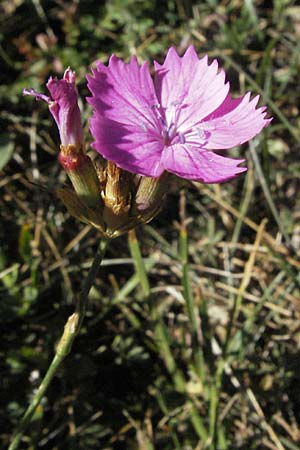Dianthus seguieri \ Seguier-Nelke / Ragged Pink, F Pyrenäen/Pyrenees, Eyne 9.8.2006
