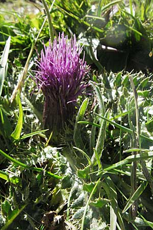 Cirsium acaule \ Stngellose Kratzdistel / Stemless Thistle, Dwarf Thistle, F Pyrenäen/Pyrenees, Eyne 9.8.2006