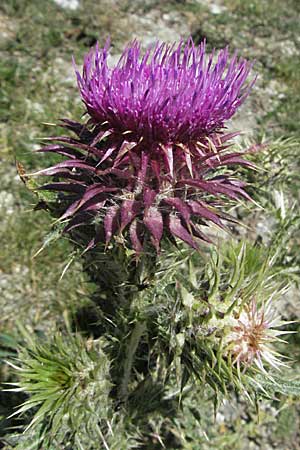 Carduus nutans \ Nickende Distel / Musk Thistle, Andorra Grau Roig 10.8.2006