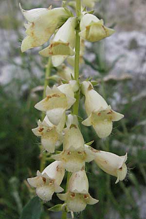 Digitalis lutea \ Gelber Fingerhut / Straw Foxgloves, Andorra Grau Roig 10.8.2006